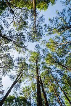 Selection focus.Pine trees in the forest , their branches against a blue sk.. Stock Photos