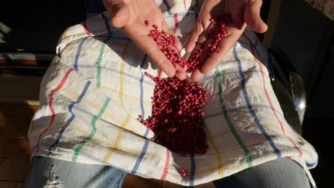 Selection of fresh pink pepper Stock Footage 138739029