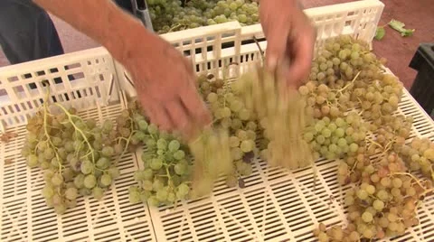 Selection of grapes for dehydration Stock Footage 22413955