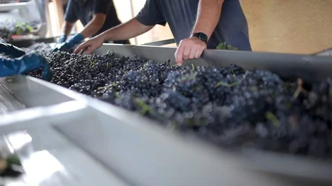 Selection of grapes for wine Stock Footage 94364807