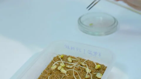 Selection of high-quality grains for scientific experiment Vídeos de archivo 141268330