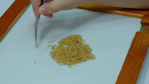 Selection of high-quality grains for scientific experiment Stock Footage 141268344