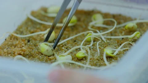 Selection of high-quality grains for scientific experiment Vídeos de archivo 141268730