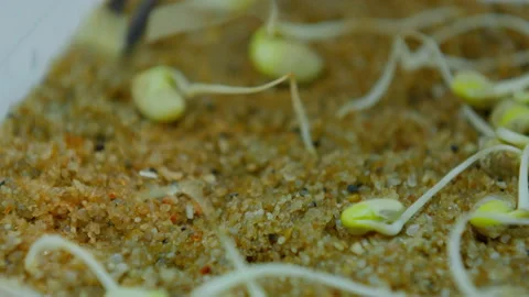 Selection of high-quality grains for scientific experiment Vídeo Stock 141268780