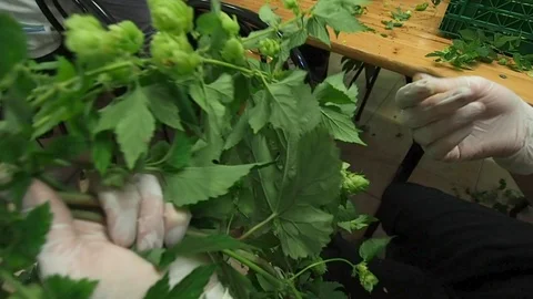 Selection of hops flowers in 4k Stock Footage 96294147