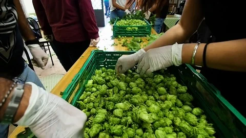 Selection of hops flowers in 4k Stock Footage 96294356