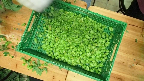 Selection of hops flowers in 4k Stock Footage 96294438