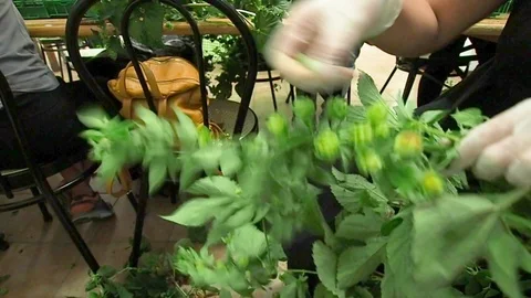 Selection of hops flowers in 4k Stock Footage 96294451