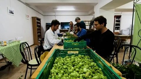 Selection of hops flowers in 4k Stock Footage 96294728