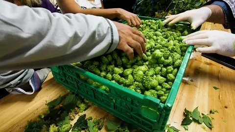 Selection of hops flowers in 4k Stock Footage 96294803