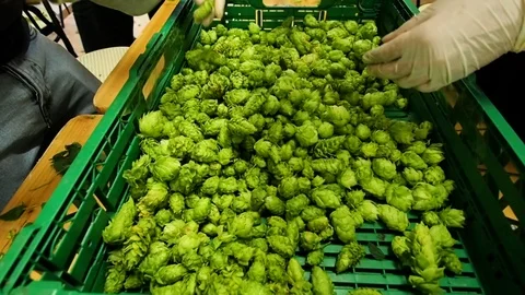Selection of hops flowers in 4k Stock Footage 96294857