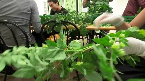 Selection of hops flowers in 4k Stock Footage 96367559