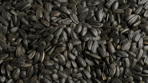 Selection of low-quality sunflower seeds from the total mass of seeds. Close- Stock Footage 154006313