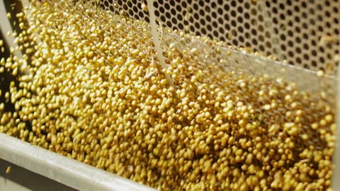 Selection mechanism for corn grains at automated production Stock Footage 272901852