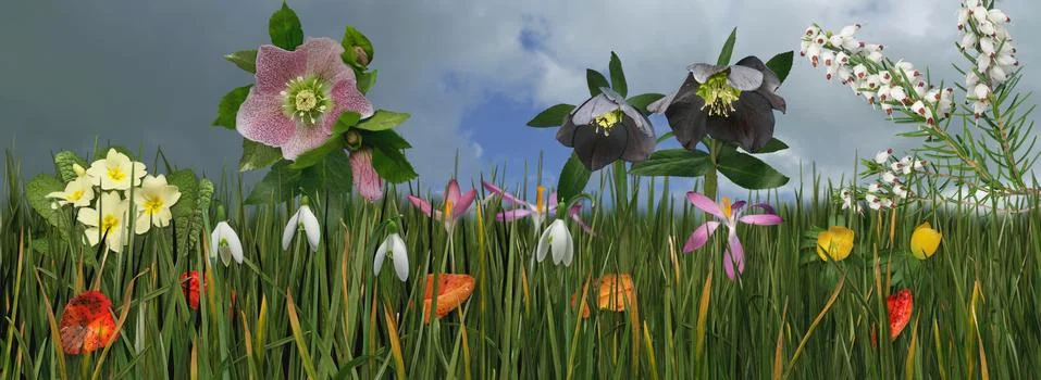 Selection of multicolored flowers, winter assemblage, panoramic Stock Photos