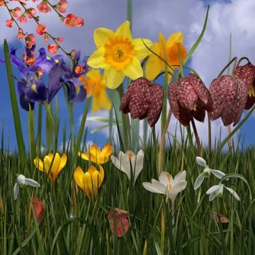 Selection of multicolored spring flowers, assemblage, square Stock Photos