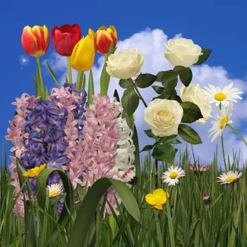 Selection of multicolored summer flowers, assemblage, square Stock Photos