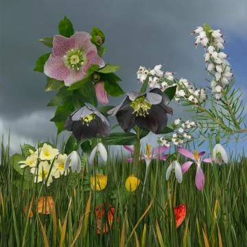 Selection of multicolored winter flowers, assemblage, square Stock Photos