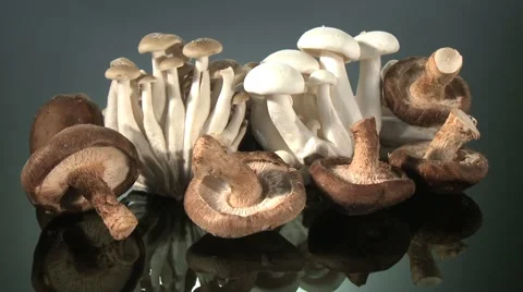 SELECTION OF MUSHROOMS Vidéo 59008053