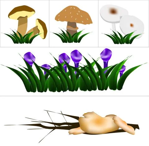 Selection of mushrooms Stock Illustration