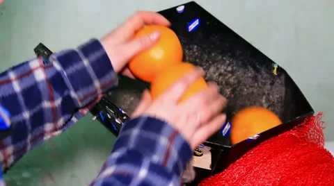 Selection of oranges Stock Footage 46778914