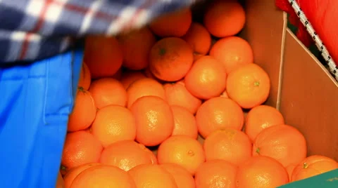 Selection of oranges Stock Footage 46779231