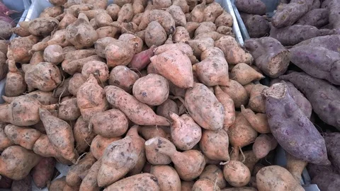 A selection of organically grown root vegetables at the farmers market Video stock 111035223