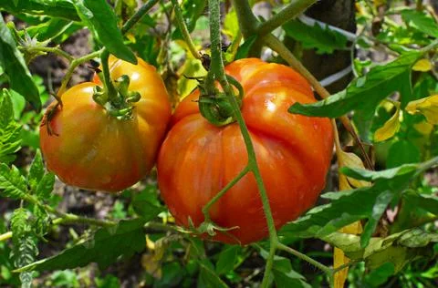 Selection pink tomatoes ripened in the backyard. Selective focus Stock Photos