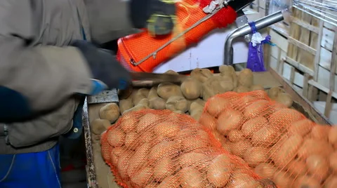 Selection of potatoes Stock Footage 46791344