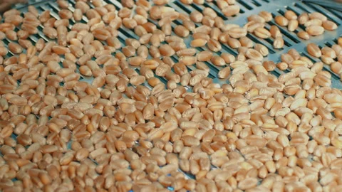 Selection of quality wheat grains for further selection and cultivation 스톡 동영상 140733860