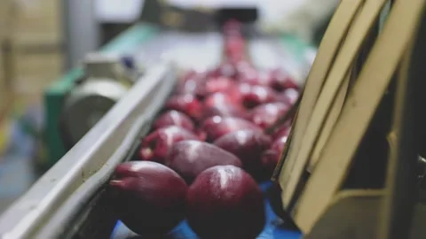 Selection of red apples on an automatic line Stock Footage 222402094