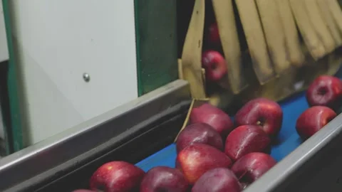 Selection of red apples on an automatic line Stock Footage 222966731