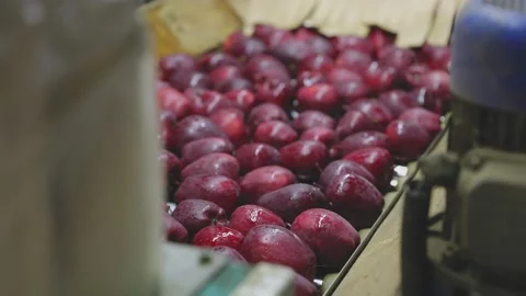 Selection of red apples on the production line Stock Footage 227304258