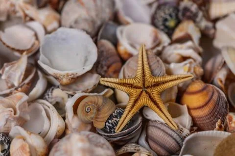 Selection of sea shells and star fish Stock Photos