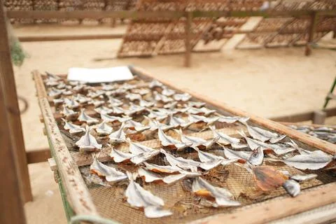 Selection of seafood exhibited traditionally Stock Photos