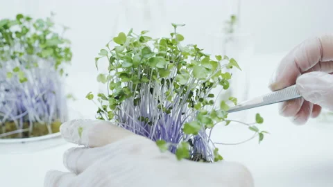 Selection of sprouts for research. Stock Footage 144005069