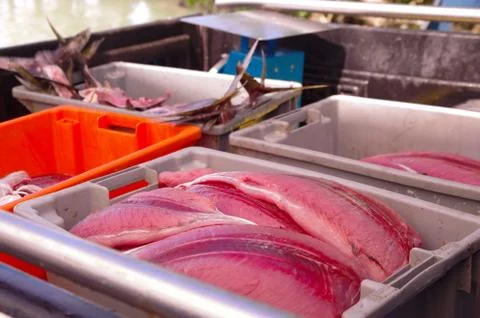 Selection of various fish laid out for sale at local market, Galapagos Islands Stock-Fotos