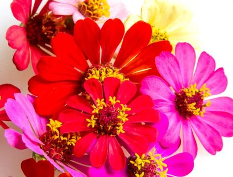Selection of various flowers isolated on white background Stock Photos
