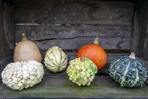 A selection of various Gourds Stock Photos