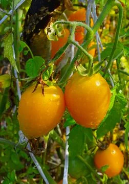 Selection yellow tomatoes ripened in the backyard. Selective focus Stock Photos
