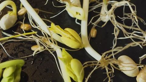 Selection of young seedlings and shoots. Investigation of plants using a lens in Video stock 86200549