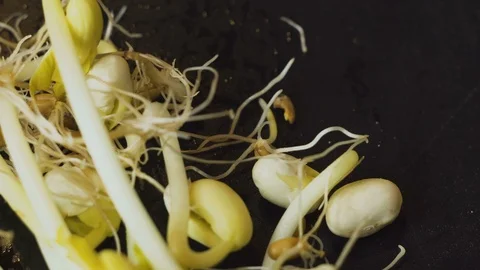 Selection of young seedlings and shoots Video stock 86202796