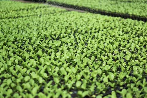 Selective Close-up of green seedling. Green salad growing from seed Farm gard Stock Photos