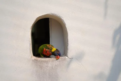 A selective closeup of a cute coconut lorikeet (Trichoglossus haematodus) on  Stock Photos