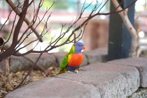 A selective closeup of a cute coconut lorikeet (Trichoglossus haematodus) on  Stock Photos