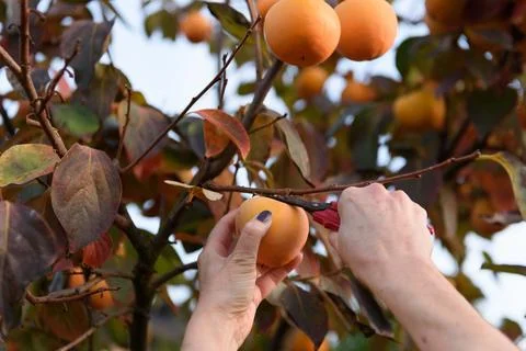 Selective closeup focus of hands picking orange persimmons with garden shears - Foto stock