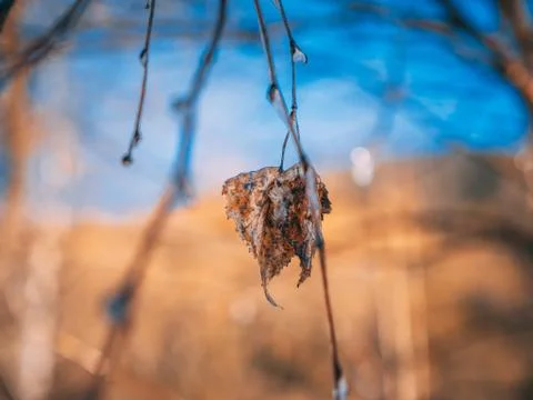 Selective closeup focus shot of a brown rusty leaf on a tree branch Stock Photos