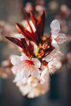 A selective closeup focus shot of a white and red petaled blossomed flower, I Stockfoto's