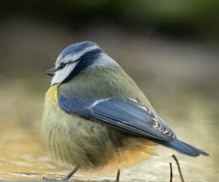 A selective closeup focused shot of a cute bird with colorful feathers on wet Stock Photos