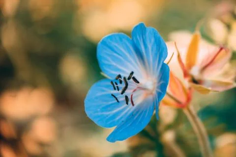 Selective closeup shot of a blue petaled flower 写真素材